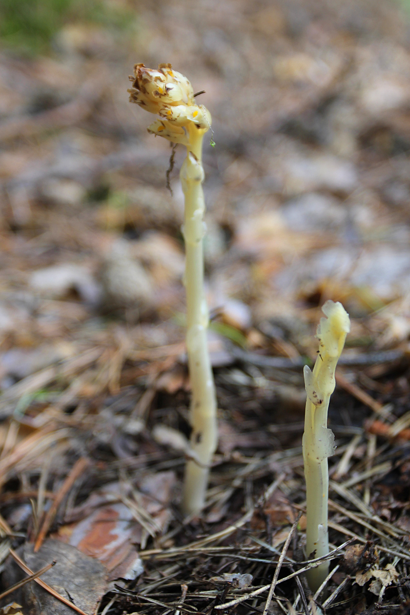 Подъе́льник обыкнове́нный (лат. Monōtropa hypōpitys)